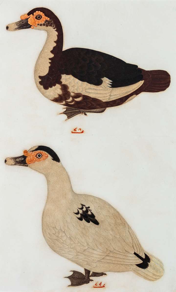 Company School Painting of Two Ducks